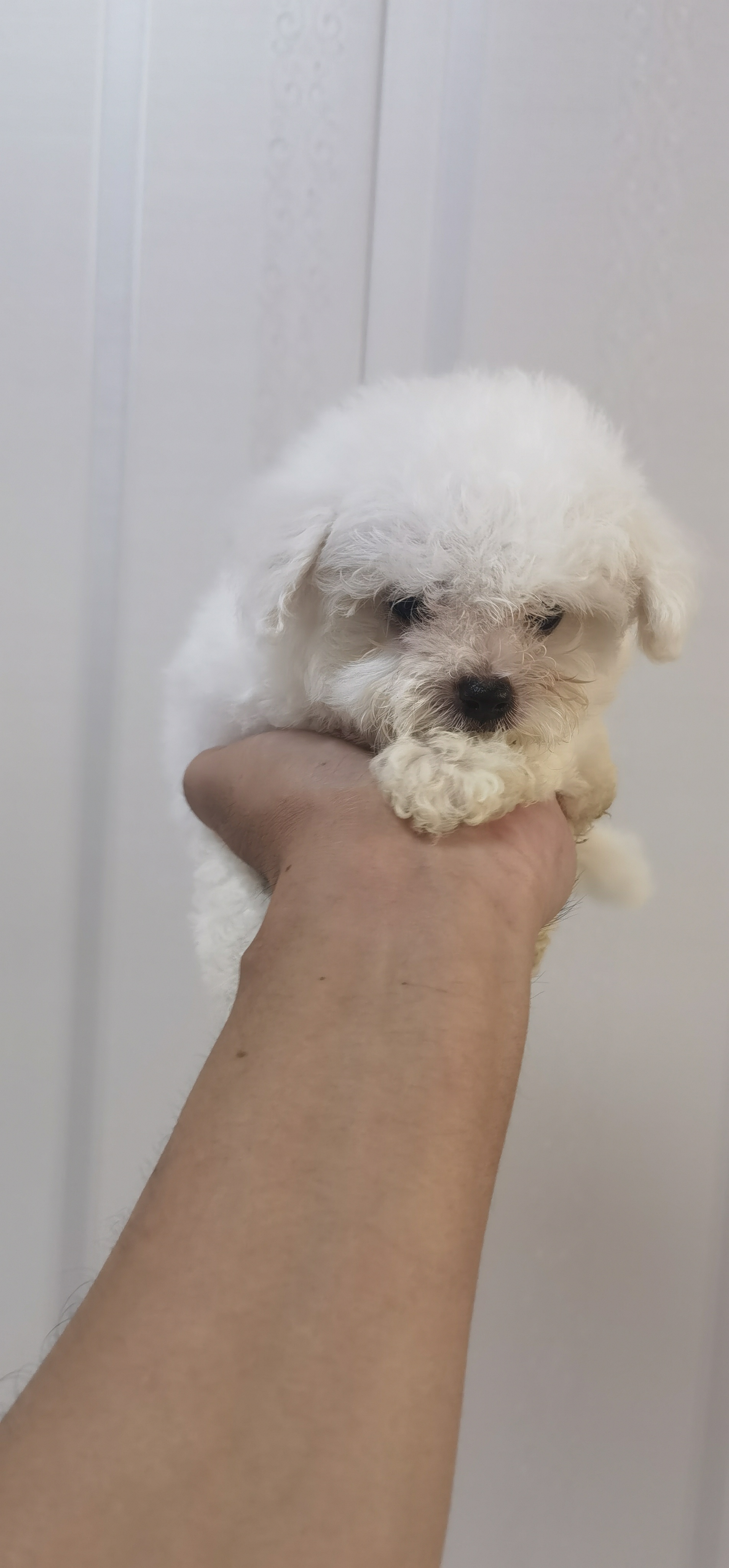 韩版小体比熊